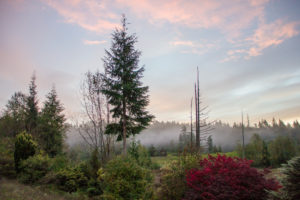 Landscape in the morning fog with delicate pink clouds, Canada Landscape in the morning fog with delicate pink clouds, Canada